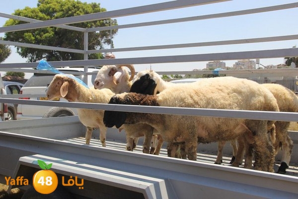 rayet el sol7 0614 (74).JPG